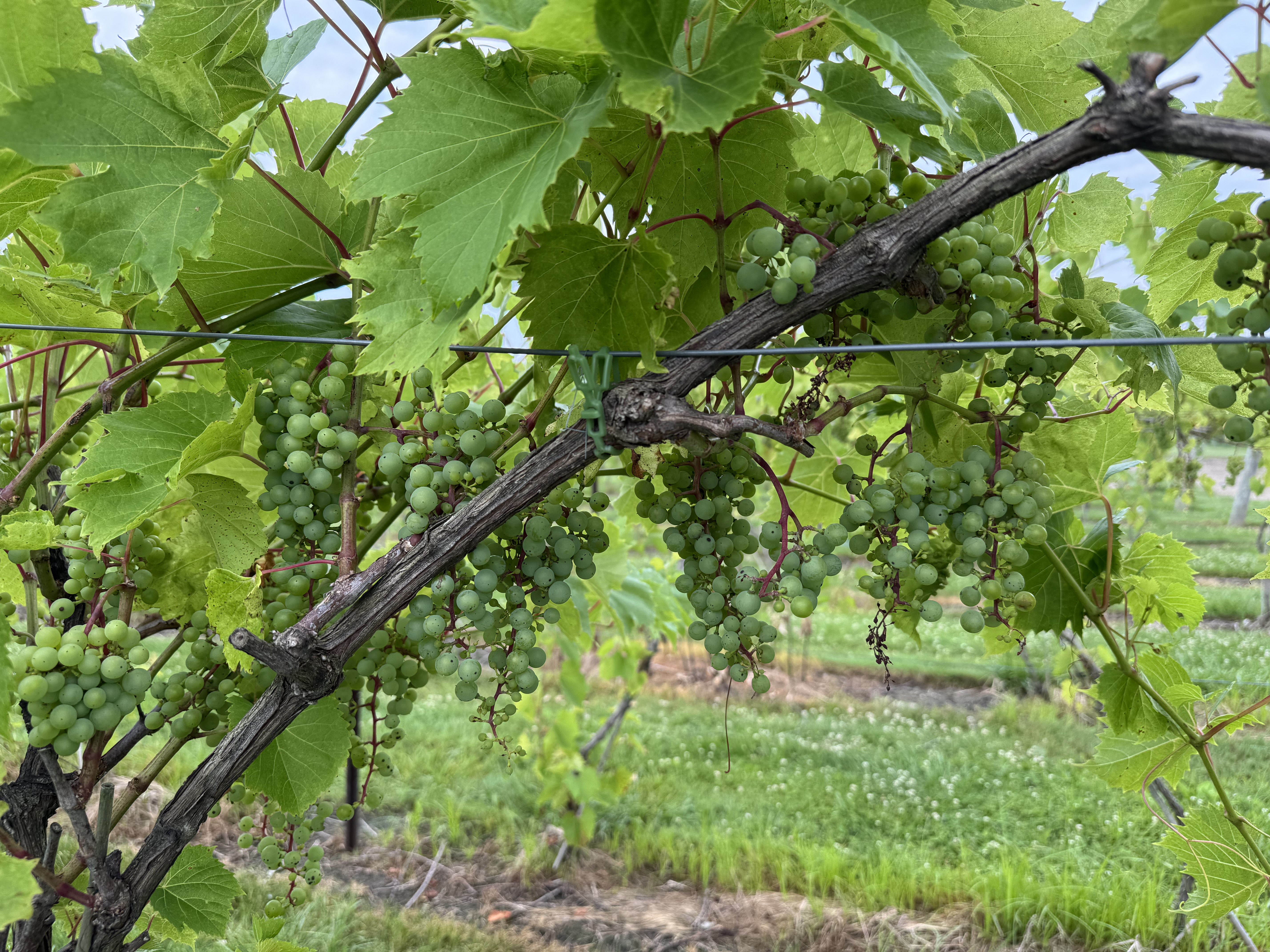 Marquette grapes growing on a vine.